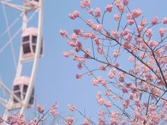 -顾村公园