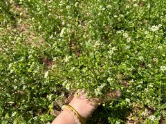 -黑龙江省森林植物园