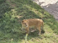 -西霞口神雕山野生动物世界