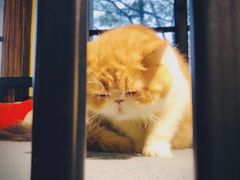 -more than meow吴止猫主题餐厅(承德 中船汇店)