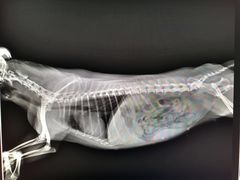 -爱侣宠医·鹦鹉专科·小型哺乳类·异宠专科(灵石路店)