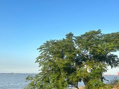 -上海滨江森林公园