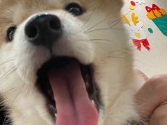 -逗柴咖啡屋·狗咖猫咖宠物桌游