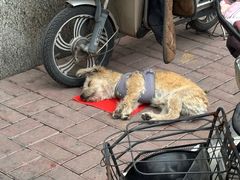 -凯鸽酒楼(振兴街店)