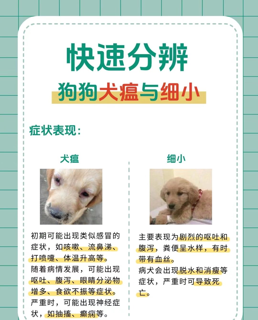 犬瘟细小怎么得上的