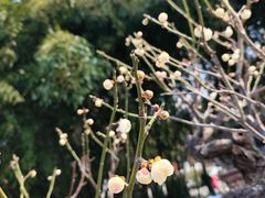 -南京古林公园