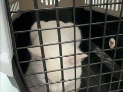 -宠福鑫康馨动物医院·骨科·眼科