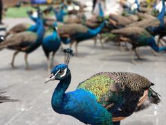 -西双版纳原始森林公园