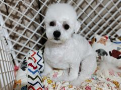 -宠爱国际动物医院(德胜门店)