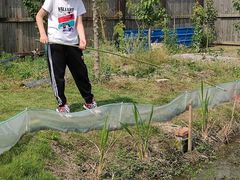 -南汇新场正宗水蜜桃采摘