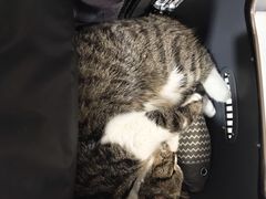 -中农国际动物医院24小时·猫科·骨科·急重症中心