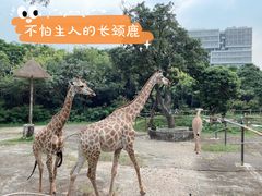 -深圳野生动物园
