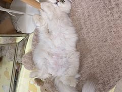 -猫大福·Fortune Cat猫舍(百子湾店)