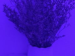 -LANN I 蘭 SPA(陆家嘴中心店)