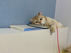 -欣宠猫屋·矮脚拿破仑·蓝金金渐层