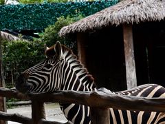 -上海野生动物园