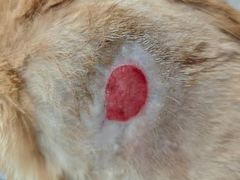 -四月宠物医院·猫专科·心脏专科·内科(转塘店)