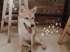 -柴犬高等学院·狗咖·柴犬售卖·宠物训练