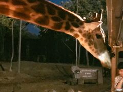 -清迈夜间动物园