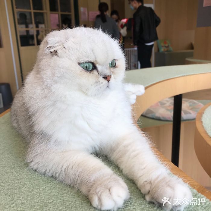 CAT’S MEWSTAR CAFE·喵星球猫屋(晴湾咖啡店)图片