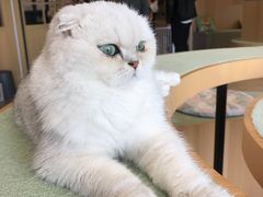 -CAT’S MEWSTAR CAFE·喵星球猫屋(晴湾咖啡店)