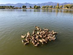 -野鸭湖国家湿地公园