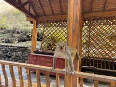 -大岭沟猕猴桃谷风景区