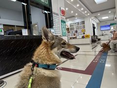 -派美特宠物医院·核磁CT·骨科肿瘤·疑难转诊(沈农禾丰店)