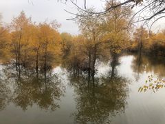 -金塔沙漠胡杨林景区