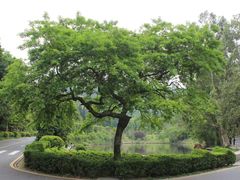 -深圳仙湖植物园