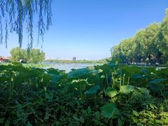 -济南大明湖景区
