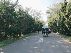 -日照海滨国家森林公园