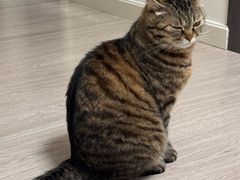 -爱洗澡的猫(望京店)