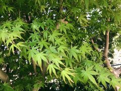 -上海市龙华烈士陵园