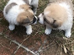 小奶狗-小竹林农庄