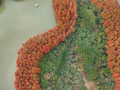 -上海海湾国家森林公园