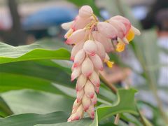 -中国科学院华南植物园