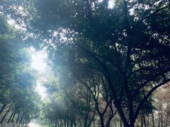 -铁山坪森林公园