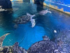 -烟台海昌鲸鲨海洋公园
