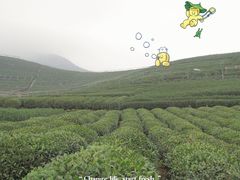 -龙坞茶村