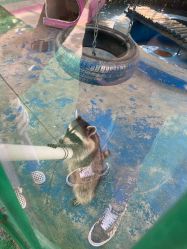 -萌宠亲子动物乐园(槐房万达店)