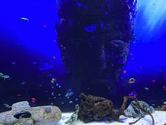 -芜湖新华联大白鲸海洋公园