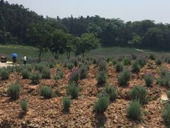 -大塘金香草谷
