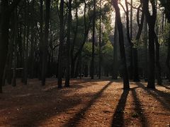 -上海共青森林公园