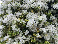 -东南花都花博园