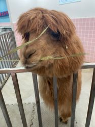 -Moni星球萌宠·小马宝莉·灵蛇·高端高阶全萌宠互动体验俱乐部(红豆国际广场店)