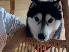 -Husky Go! 哈士奇体验馆·宠物咖啡厅狗咖