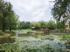 -滕州微山湖红荷湿地景区