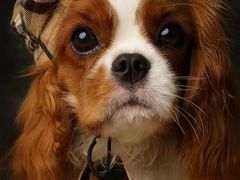 -萌宠之家·腊肠犬·马尔泰·小体犬舍