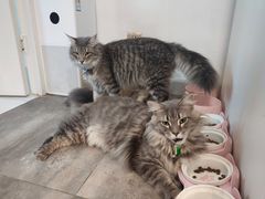 -楼上猫咖(罗湖店)